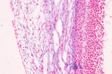 Anatomi ve Histolojik Yumurtalık, Testis ve Sperm insan hücreleri mikroskop altında.