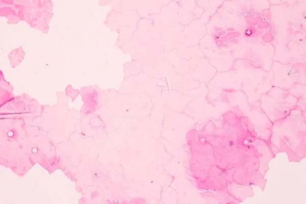 Anatomy Histological Ovary Testis Sperm Human Cells Microscope — Stock Photo, Image