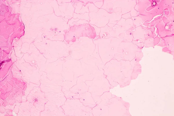 Anatomía Ovario Histológico Testículos Espermatozoides Humanos Microscopio — Foto de Stock