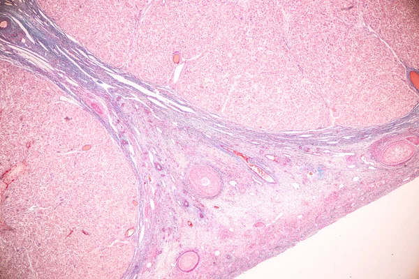 顕微鏡下での解剖学的構造と組織学的卵巣 検査および精子ヒト細胞 — ストック写真