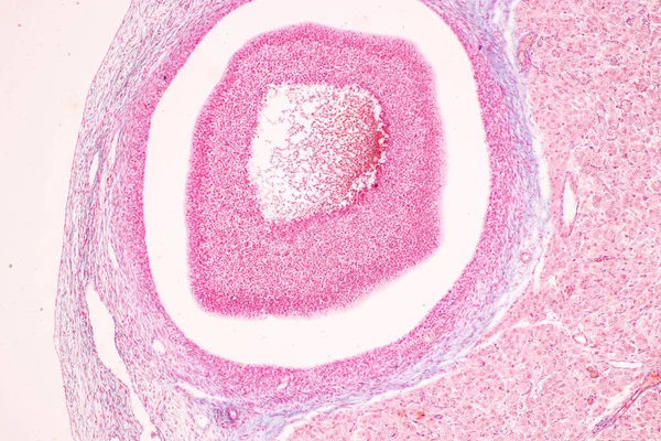 Anatomia Histologiczne Jajniki Jądra Sperma Ludzkich Komórek Pod Mikroskopem — Zdjęcie stockowe