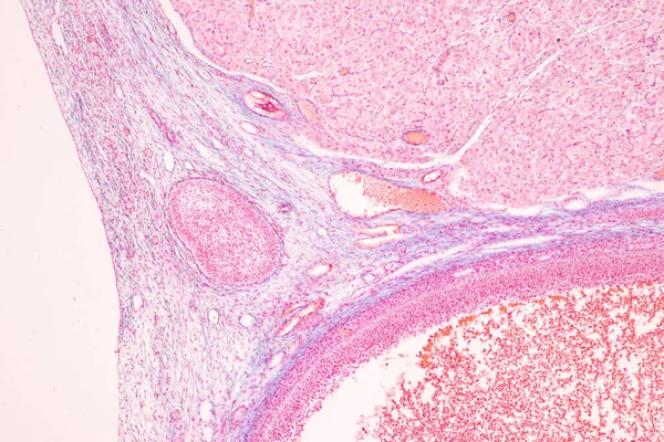 Anatomie Und Histologische Eierstöcke Hoden Und Spermien Menschliche Zellen Unter — Stockfoto