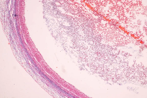 Anatomi Och Histologiska Äggstockar Testis Och Spermier Humana Celler Mikroskop — Stockfoto