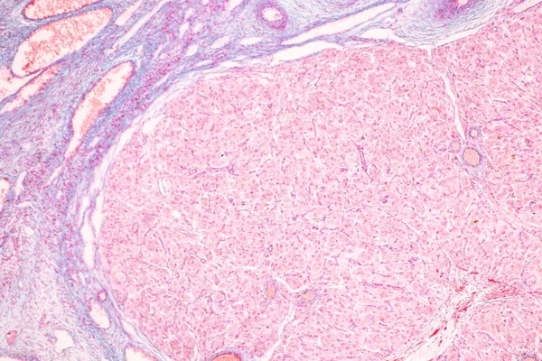 顕微鏡下での解剖学的構造と組織学的卵巣 検査および精子ヒト細胞 — ストック写真