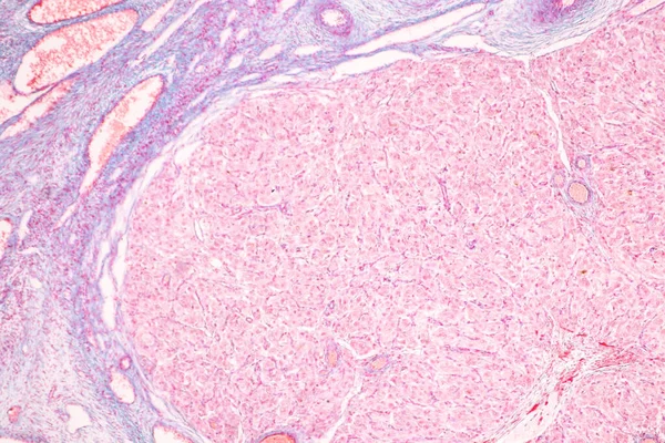 Anatomie Histologische Eierstokken Testikels Sperma Menselijke Cellen Onder Microscoop — Stockfoto