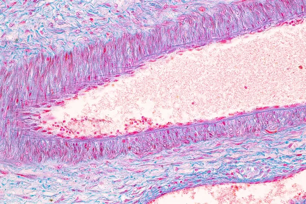 Анатомия Гистология Яичек Сперматозоидов Микроскопом — стоковое фото