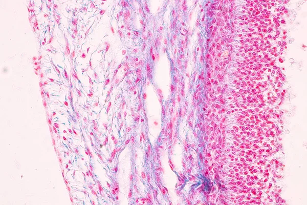 顕微鏡下での解剖学的構造と組織学的卵巣 検査および精子ヒト細胞 — ストック写真