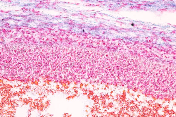 Anatomia Histologiczne Jajniki Jądra Sperma Ludzkich Komórek Pod Mikroskopem — Zdjęcie stockowe