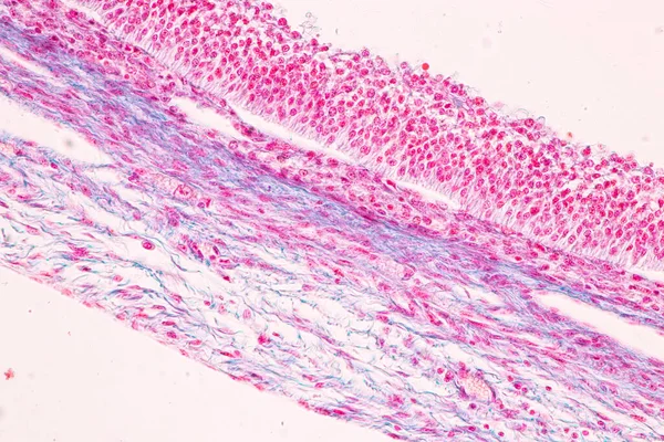 Anatomia Histologiczne Jajniki Jądra Sperma Ludzkich Komórek Pod Mikroskopem — Zdjęcie stockowe