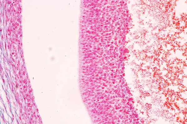 Anatomia Ovário Histológico Testis Esperma Células Humanas Microscópio — Fotografia de Stock