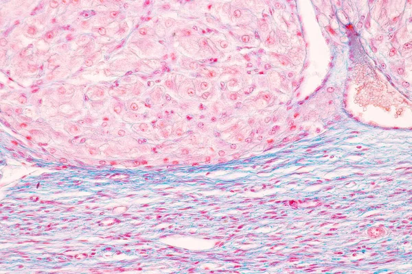 Anatomie Histologické Ovariální Testis Spermie Lidských Buněk Pod Mikroskopem — Stock fotografie