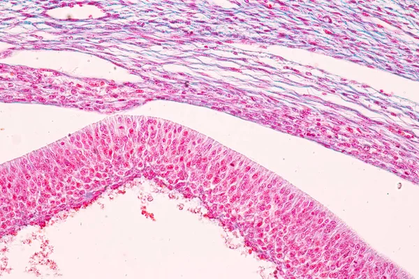 Anatomy Histological Ovary Testis Sperm Human Cells Microscope — Stock Photo, Image