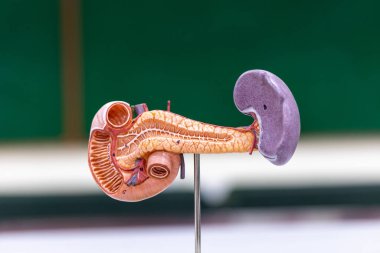 Fen laboratuarında insan parçaları üzerine çalışma..