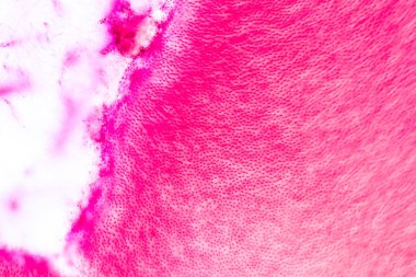 Eğitim için insan diş gelişimi mikroskop altında.