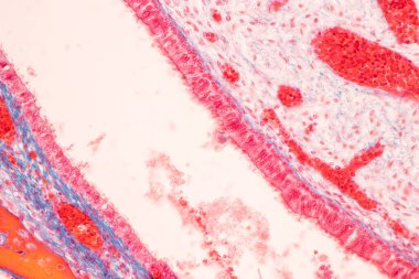 Eğitim için insan diş gelişimi mikroskop altında.