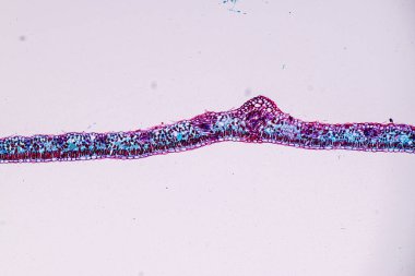 Sporlu ev sahibi hücreler (küf) eğitim için mikroskop altında odunların içindedir..