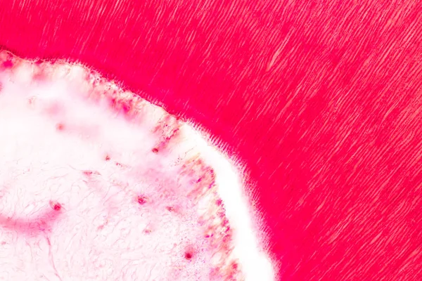 Perkembangan Gigi Dari Manusia Bawah Pengawasan Mikroskop Untuk Pendidikan — Stok Foto