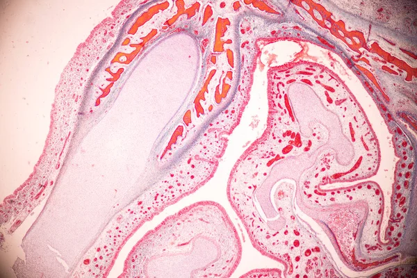 教育のための顕微鏡下の人間からの歯の開発 — ストック写真