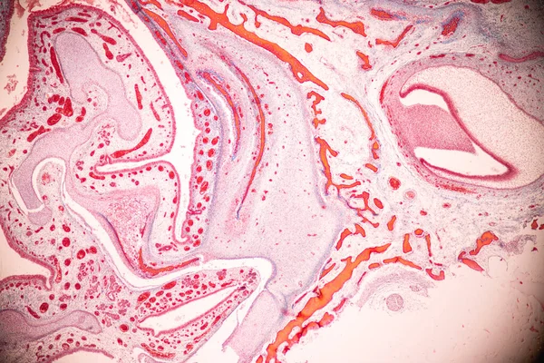 Tandenontwikkeling Vanuit Het Gezichtspunt Van Mens Onder Microscoop Voor Onderwijs — Stockfoto