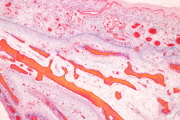 Tandenontwikkeling Vanuit Het Gezichtspunt Van Mens Onder Microscoop Voor Onderwijs — Stockfoto