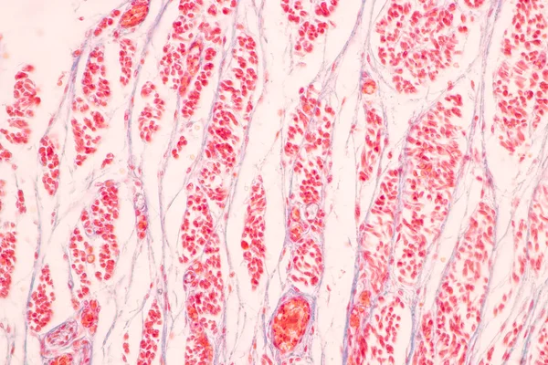 Tandenontwikkeling Vanuit Het Gezichtspunt Van Mens Onder Microscoop Voor Onderwijs — Stockfoto