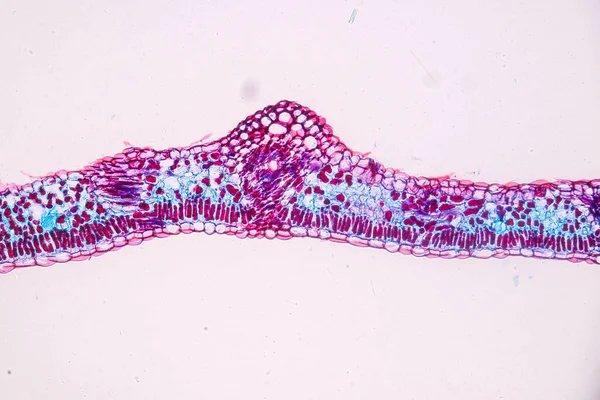 を持つ宿主細胞は 教育用顕微鏡下の木材の中にあります — ストック写真