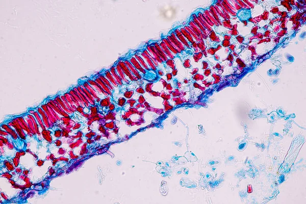 Värdceller Med Sporer Mögel Finns Inuti Trä Mikroskop För Utbildning — Stockfoto