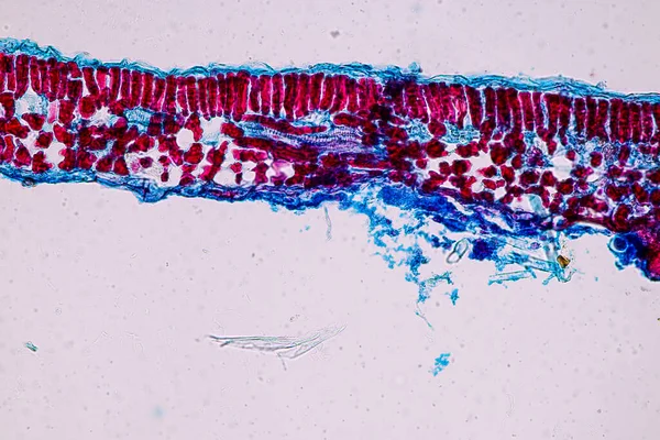 Células Hospedeiras Com Esporos Molde Estão Dentro Madeira Sob Microscópio — Fotografia de Stock