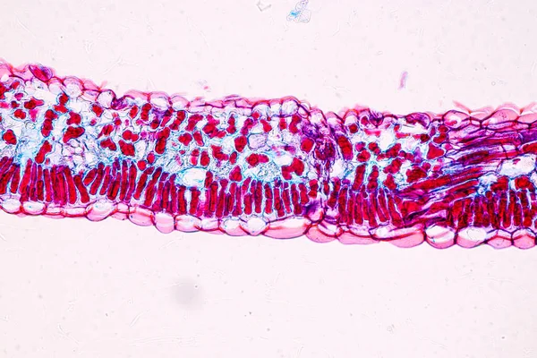 带有孢子 的宿主细胞在显微镜下接受教育 — 图库照片