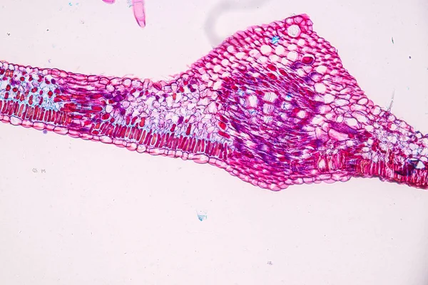 Hostitelské Buňky Spory Plísní Jsou Uvnitř Dřeva Pod Mikroskopem Pro — Stock fotografie