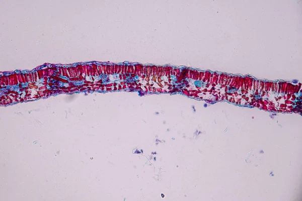 Células Hospedeiras Com Esporos Molde Estão Dentro Madeira Sob Microscópio — Fotografia de Stock