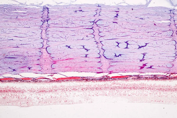 Retina Humana Microscópio — Fotografia de Stock