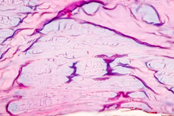 현미경으로 인간의 — 스톡 사진