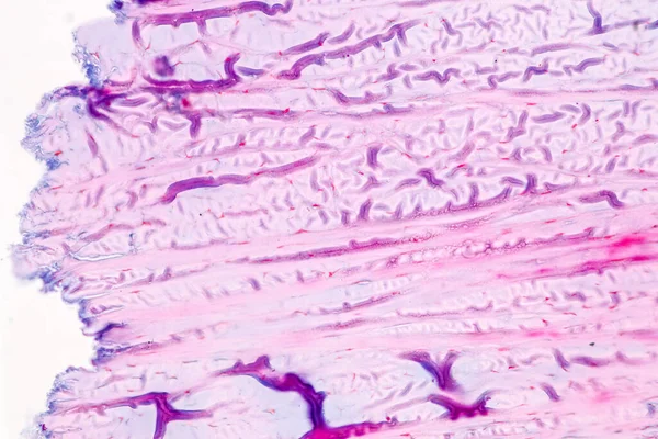 Retina Humana Microscópio — Fotografia de Stock