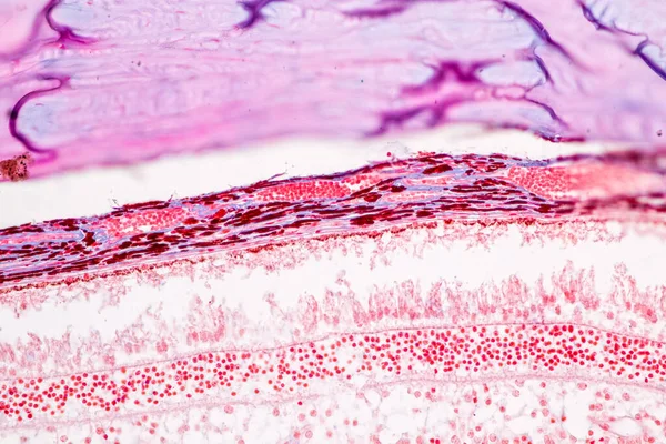Retina Human Pod Mikroskopem — Stock fotografie