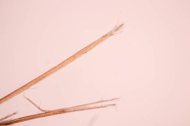 Laboratuvarda eğitim için mikroskop altında insan saçı hücresinin özellikleri.