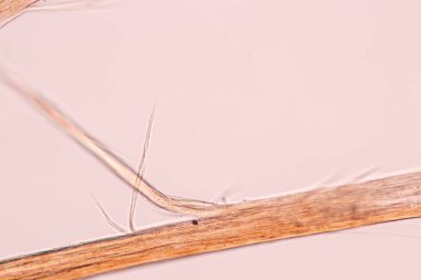 Laboratuvarda eğitim için mikroskop altında insan saçı hücresinin özellikleri.