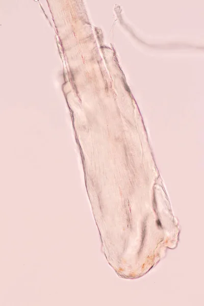 Características Célula Capilar Humana Bajo Microscopio Ver Para Educación Laboratorio —  Fotos de Stock