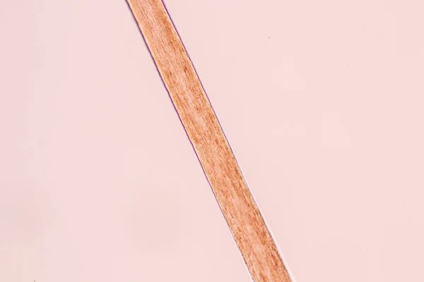 Characteristics of Hair cell of human under microscope view for education in laboratory.