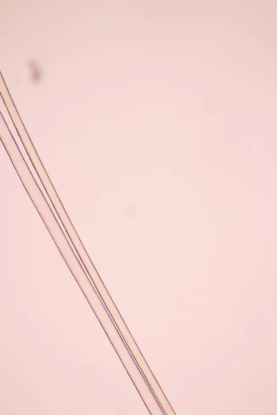 Laboratuvarda Eğitim Için Mikroskop Altında Insan Saçı Hücresinin Özellikleri — Stok fotoğraf