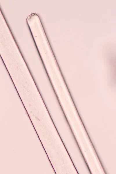 Charakterystyka Komórki Włosów Człowieka Pod Mikroskopem Widzenia Edukacji Laboratorium — Zdjęcie stockowe