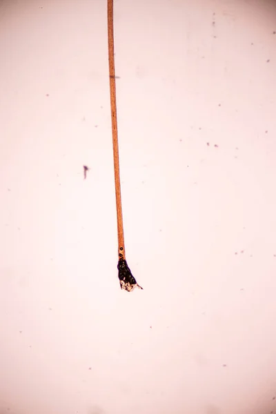 Характеристики Клітин Волосся Людини Під Мікроскопом Навчання Лабораторії — стокове фото