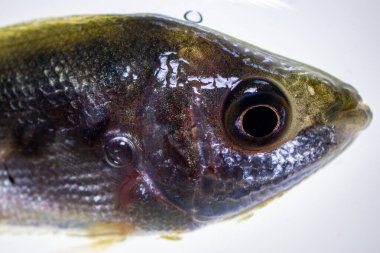 Parazit (Clinostomum sp. ), Clinostomum sp. mikroskop altında .