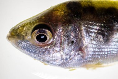 Parazit (Clinostomum sp. ), Clinostomum sp. mikroskop altında .