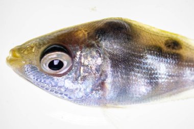 Parazit (Clinostomum sp. ), Clinostomum sp. mikroskop altında .