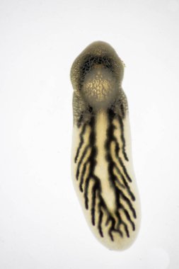 Parazit (Clinostomum sp. ), Clinostomum sp. mikroskop altında .