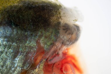 Parazit (Clinostomum sp. ), Clinostomum sp. mikroskop altında .