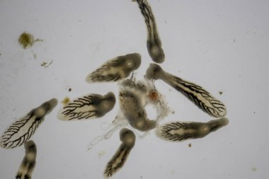 Parazit (Clinostomum sp. ), Clinostomum sp. mikroskop altında .