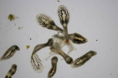 Parazit (Clinostomum sp. ), Clinostomum sp. mikroskop altında .