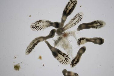 Parazit (Clinostomum sp. ), Clinostomum sp. mikroskop altında .